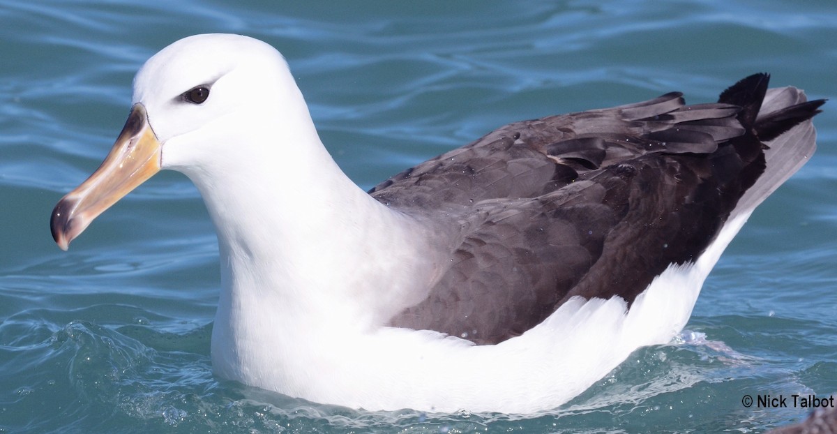 Black-browed Albatross (Black-browed) - Nicholas Talbot