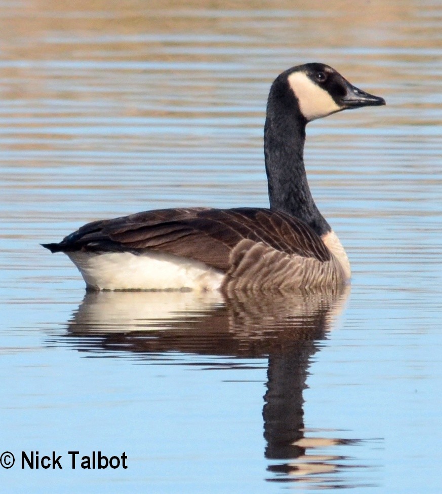 Canada Goose - Nicholas Talbot
