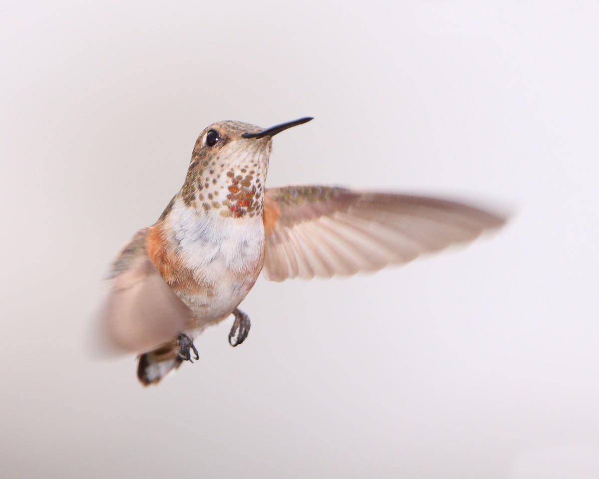 Calliope Hummingbird - Ian K Barker