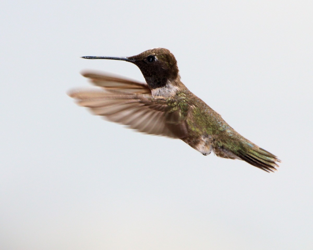 Black-chinned Hummingbird - ML205574721