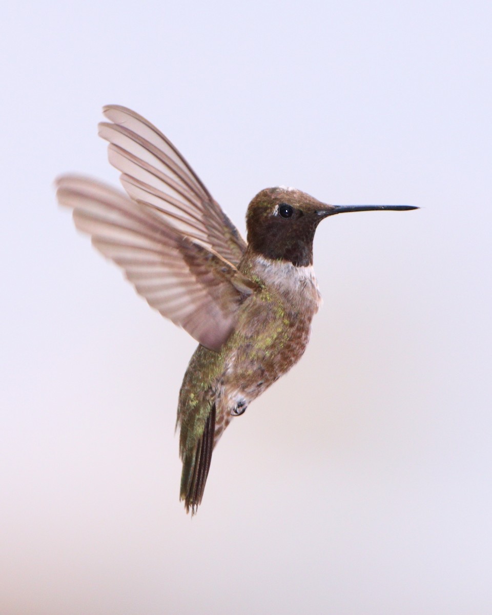 Black-chinned Hummingbird - ML205574801
