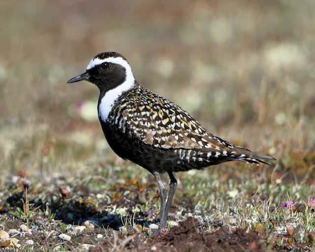 Breeding male American Golden-Plover. - American Golden-Plover - 