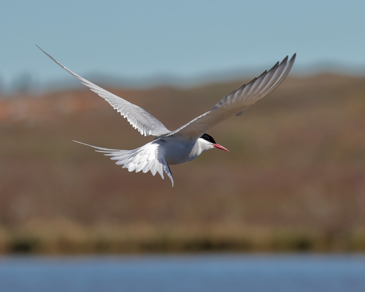 Arctic Tern - Ian K Barker