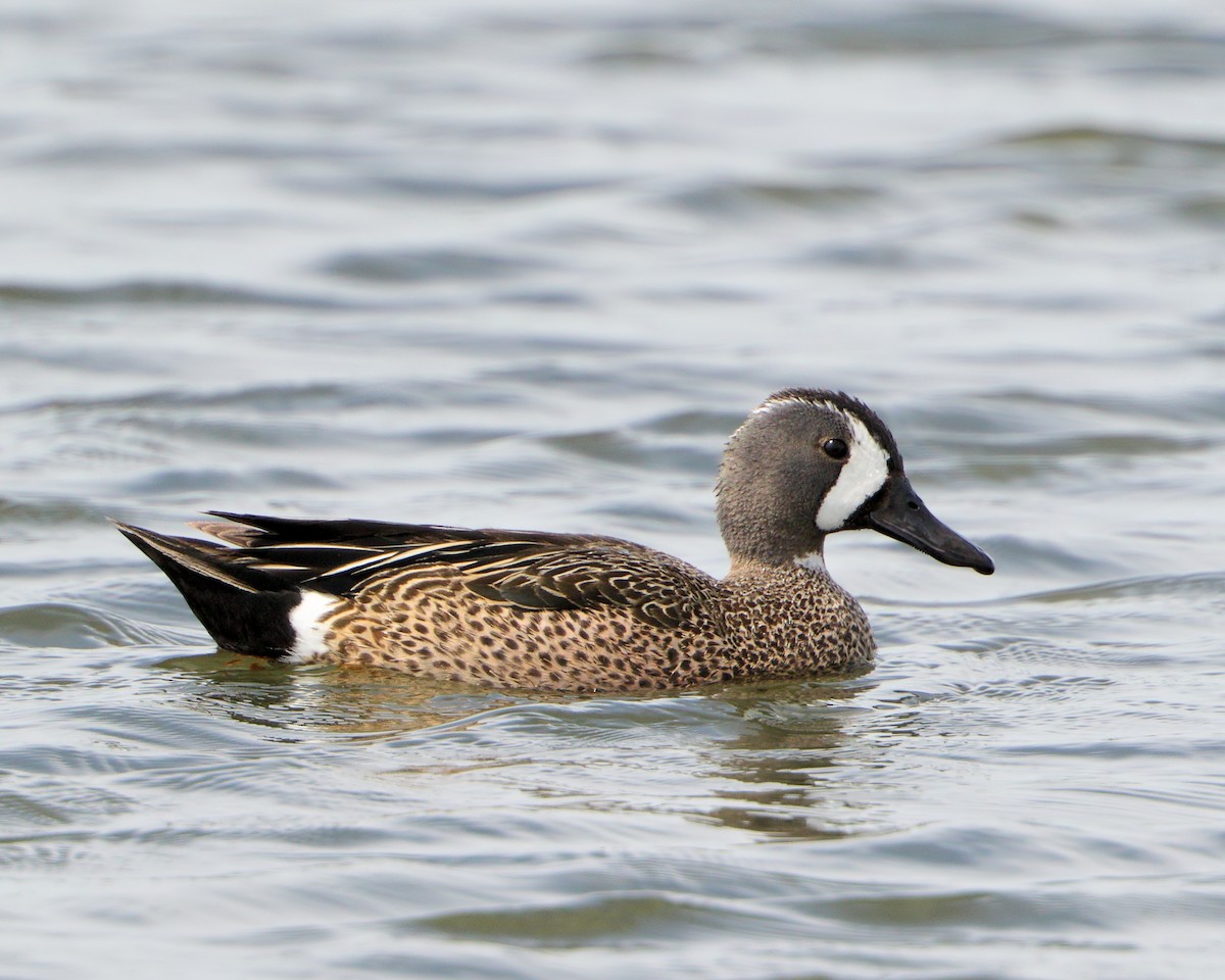 Blue-winged Teal - ML205575021