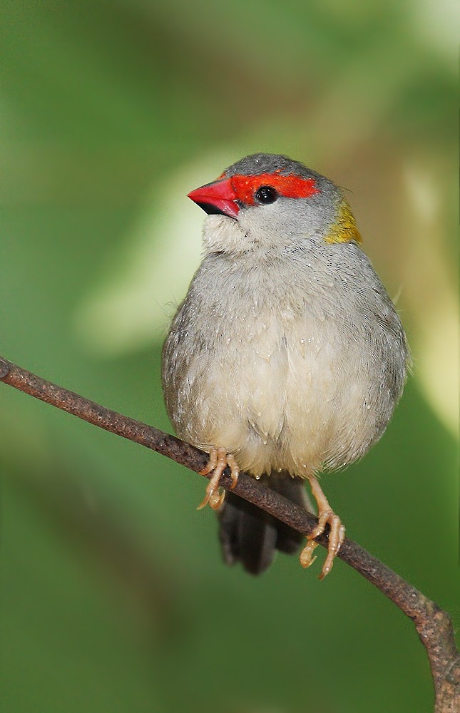 Red-browed Firetail - ML205575561