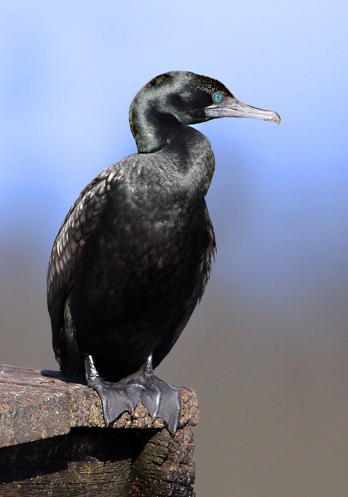 Little Black Cormorant - David taylor