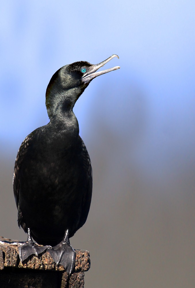 Little Black Cormorant - David taylor
