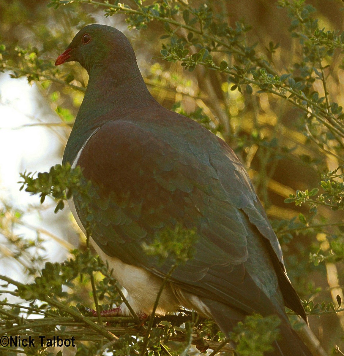 New Zealand Pigeon (New Zealand) - ML205576201