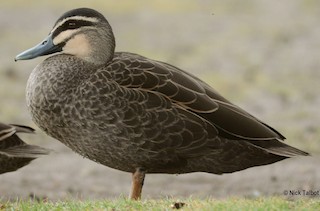 Pacific Black Duck, ML205576371
