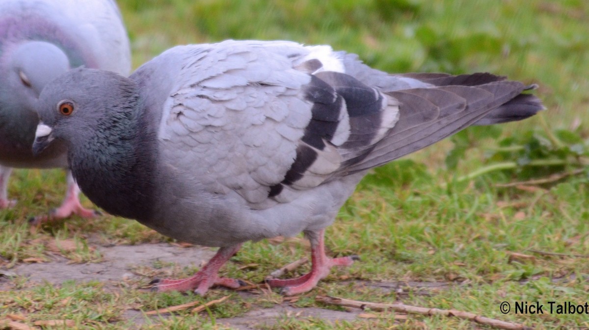 Rock Pigeon (Feral Pigeon) - ML205576391