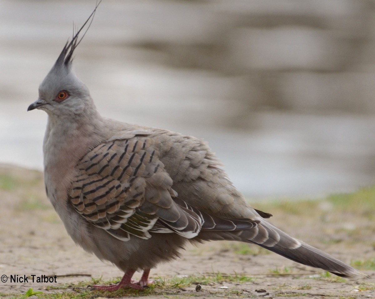 Crested Pigeon - ML205576421