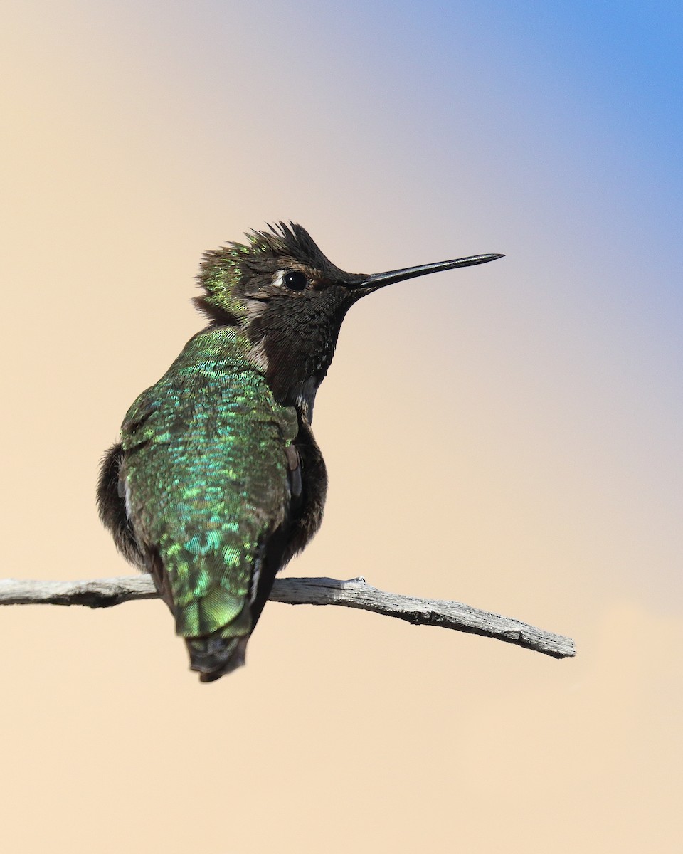 Costa's Hummingbird - Ian K Barker