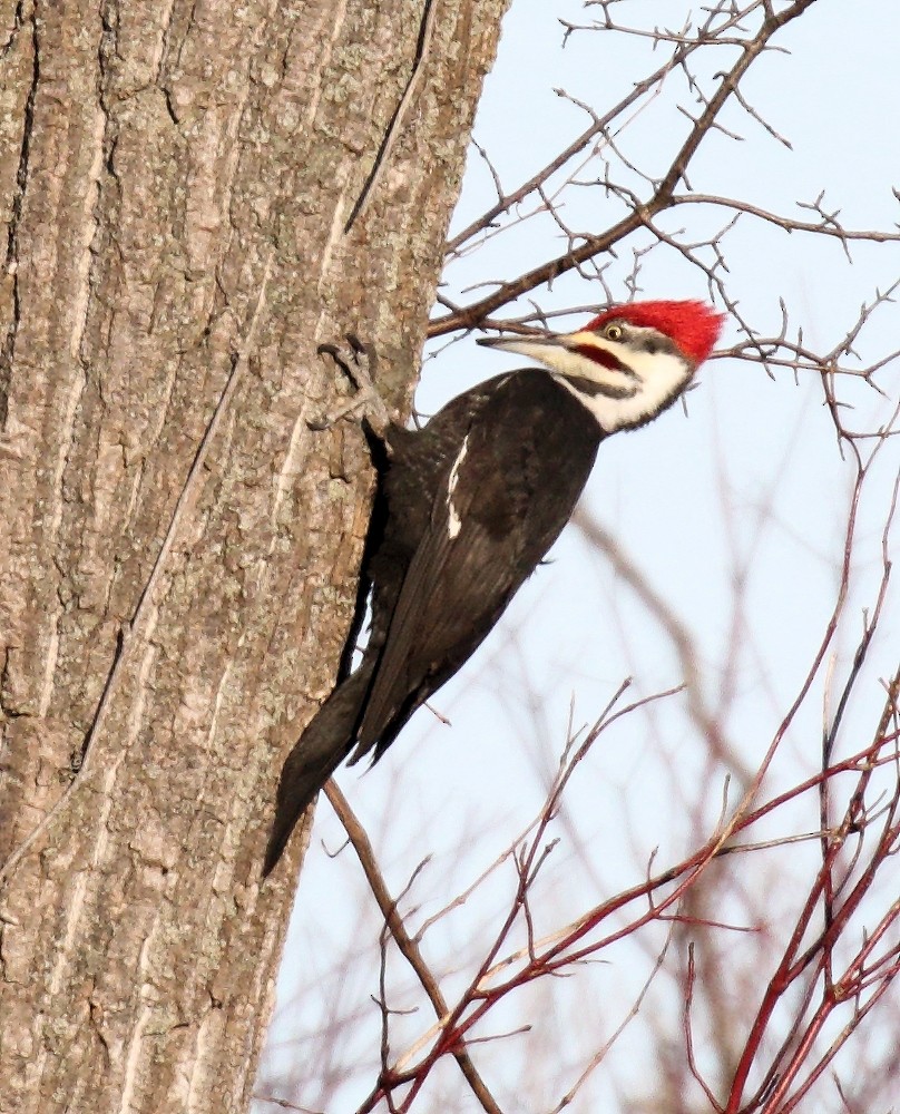 Pileated Woodpecker - Ian K Barker