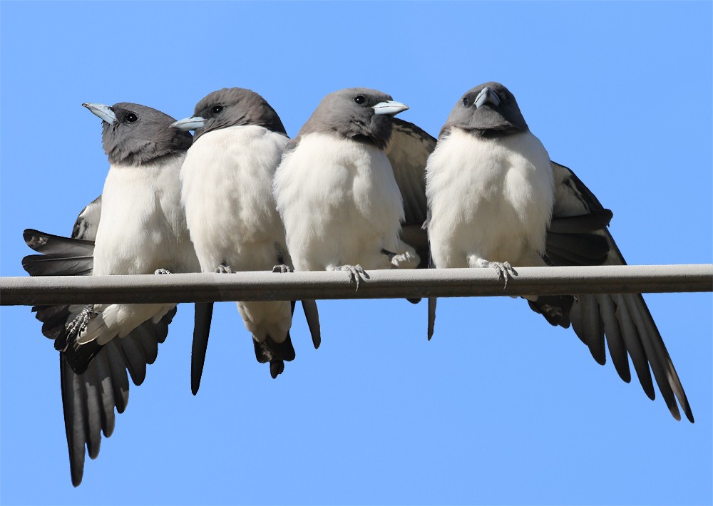 White-breasted Woodswallow - David taylor