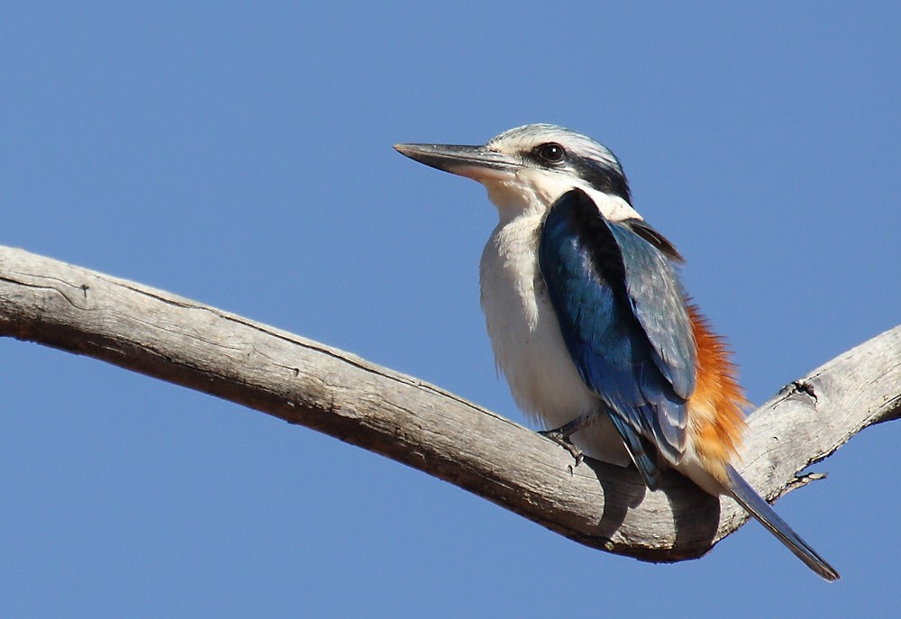 Red-backed Kingfisher - ML205578091