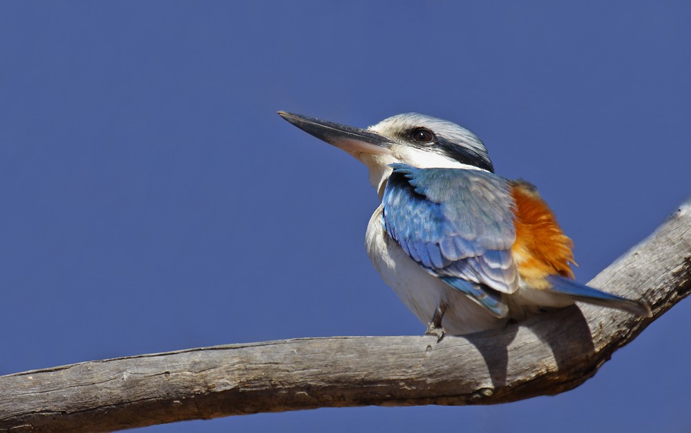 Red-backed Kingfisher - ML205578101