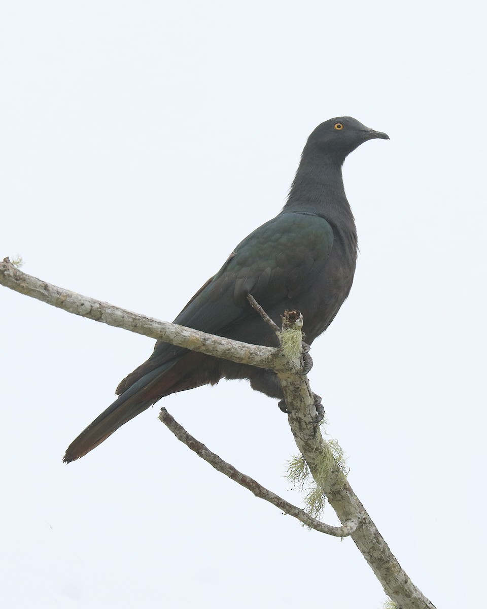 Christmas Island Imperial-Pigeon - ML205578701