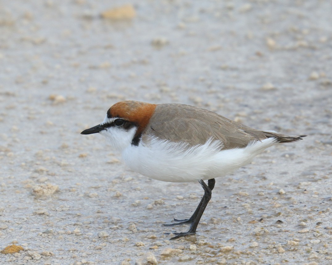 Red-capped Plover - ML205578761