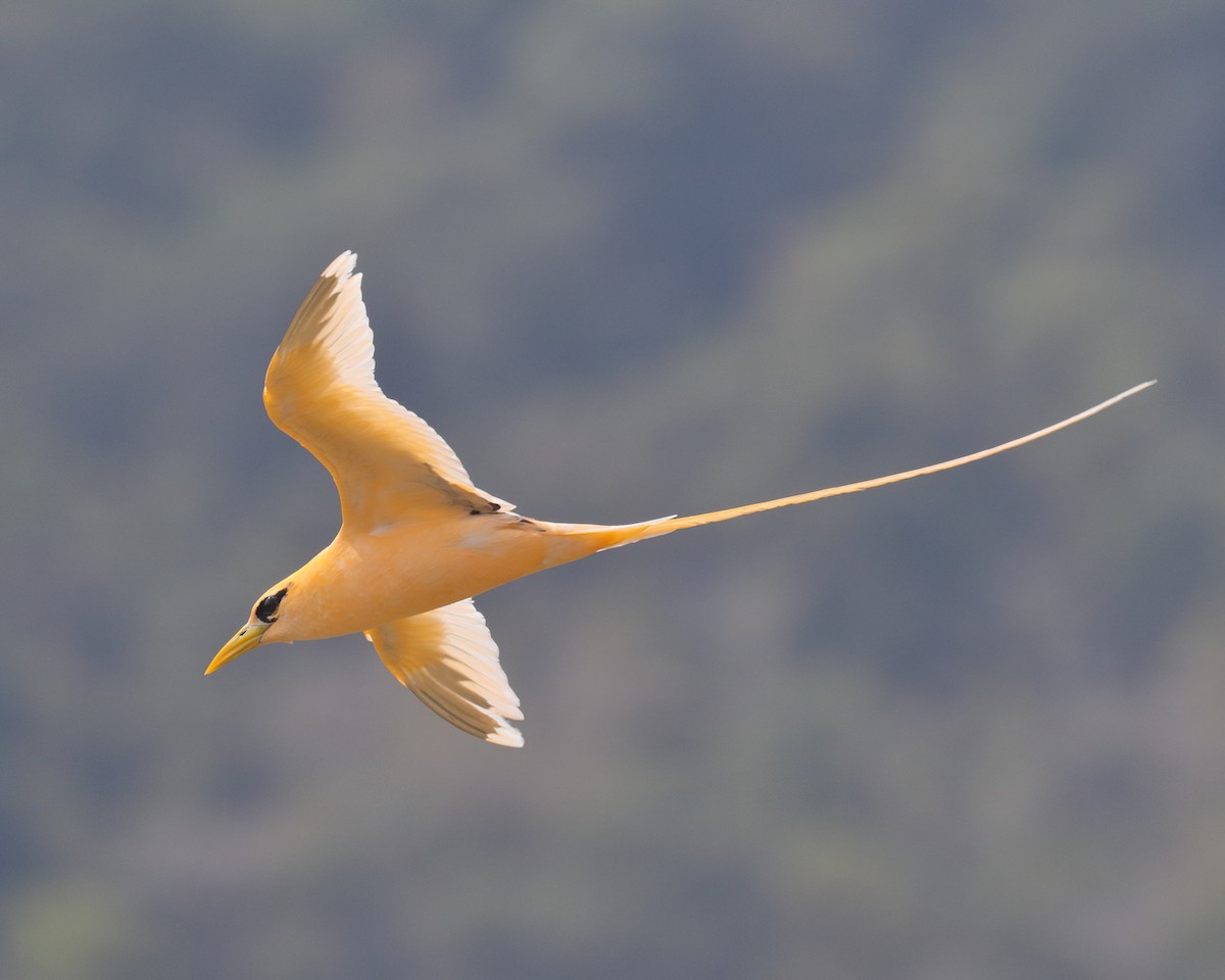 White-tailed Tropicbird (Golden) - Ian K Barker