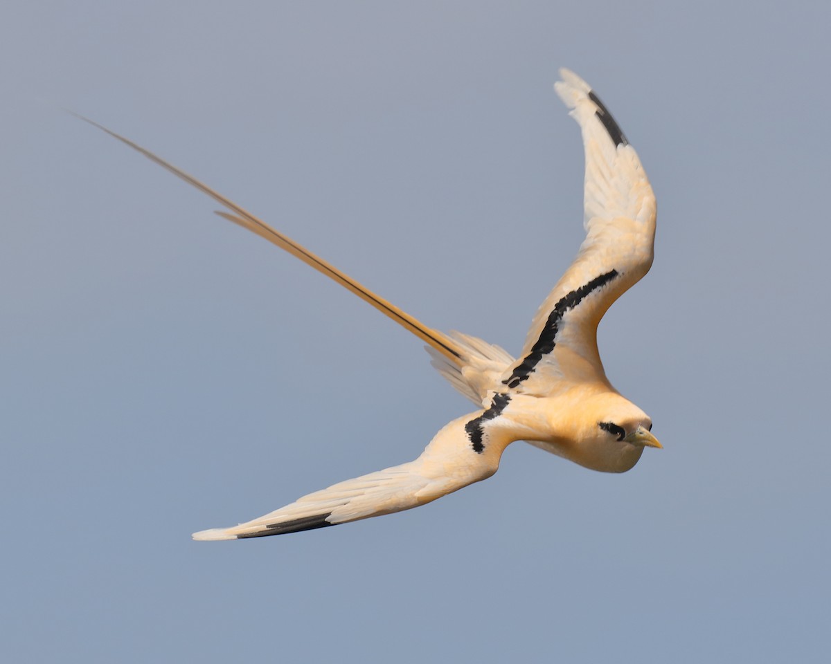 White-tailed Tropicbird (Golden) - Ian K Barker