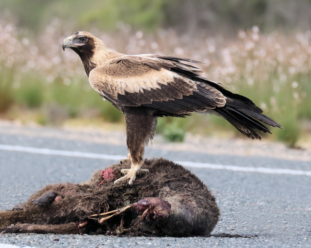 Wedge-tailed Eagle - Ian K Barker