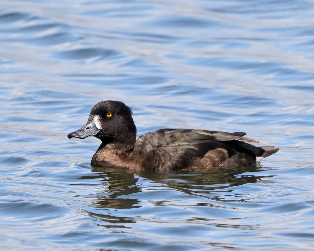 Tufted Duck - ML205579161