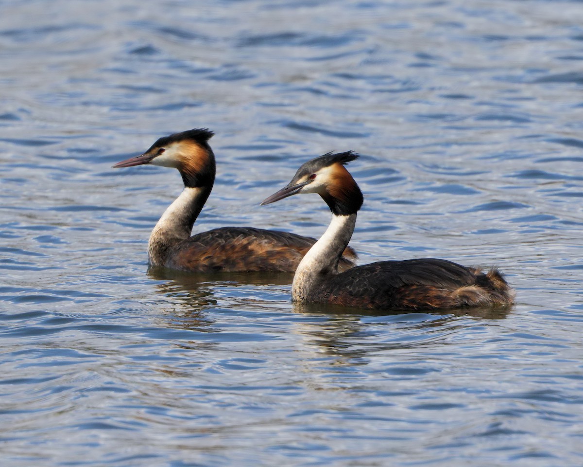Great Crested Grebe - ML205579171