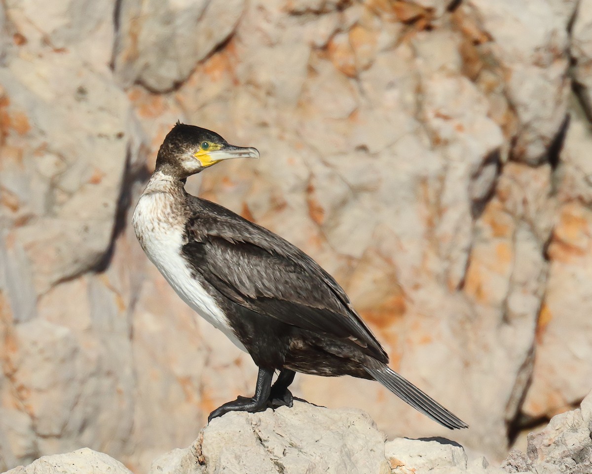 Great Cormorant (Eurasian) - Ian K Barker