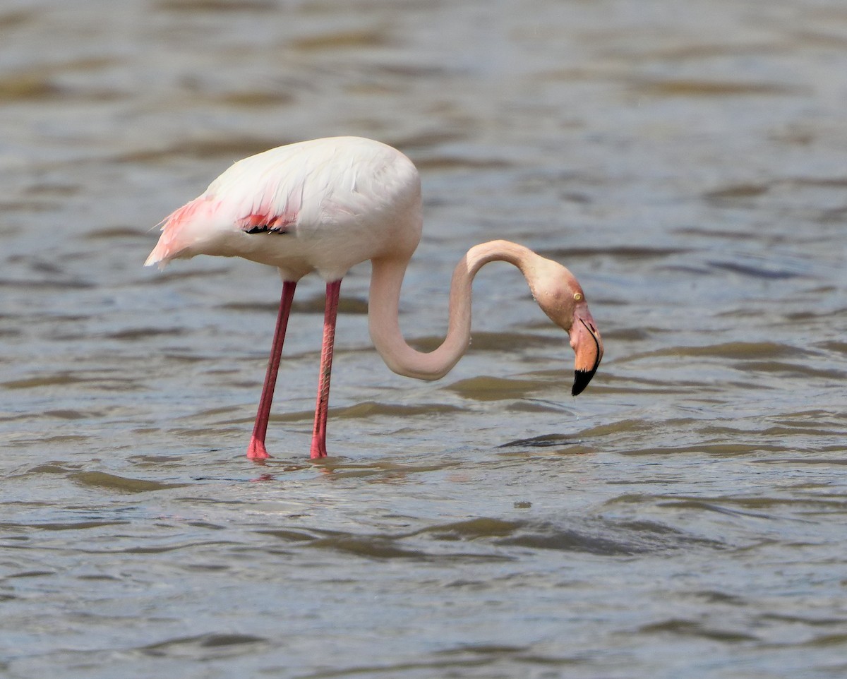 Greater Flamingo - Ian K Barker