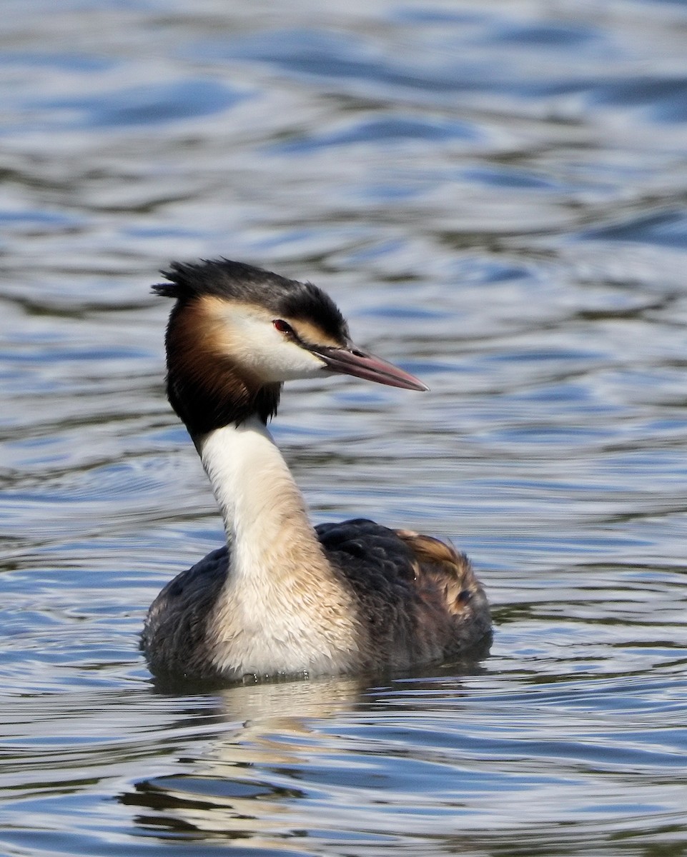 Great Crested Grebe - ML205579371