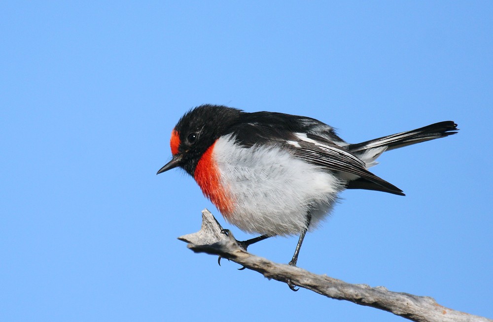 Red-capped Robin - ML205579601