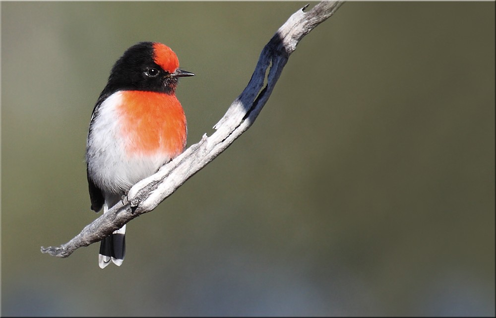 Red-capped Robin - David taylor