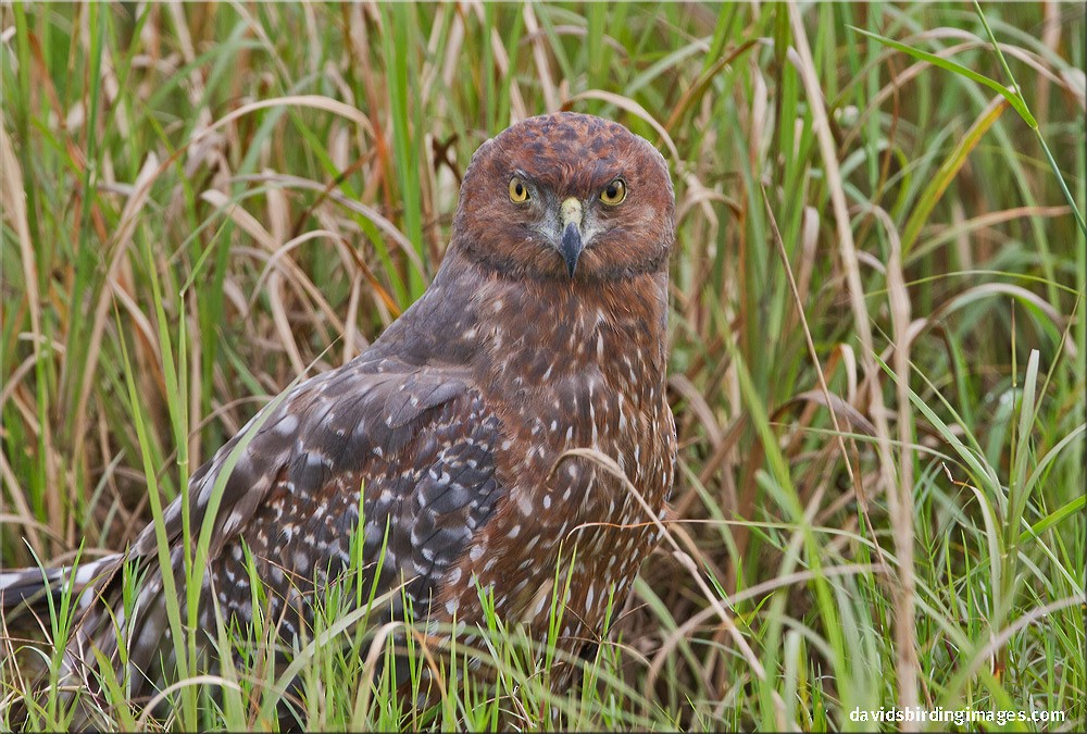 Spotted Harrier - David taylor