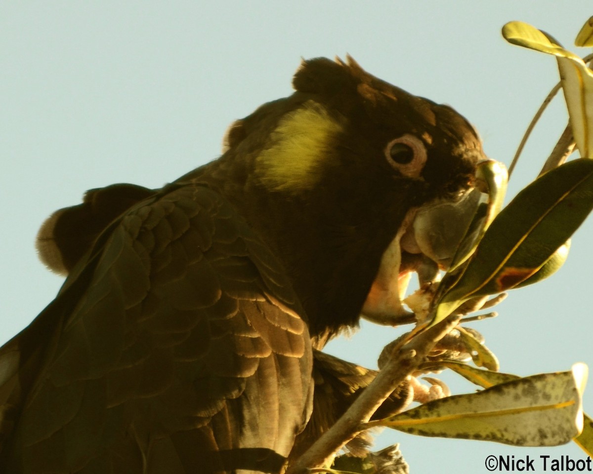 Yellow-tailed Black-Cockatoo - Nicholas Talbot