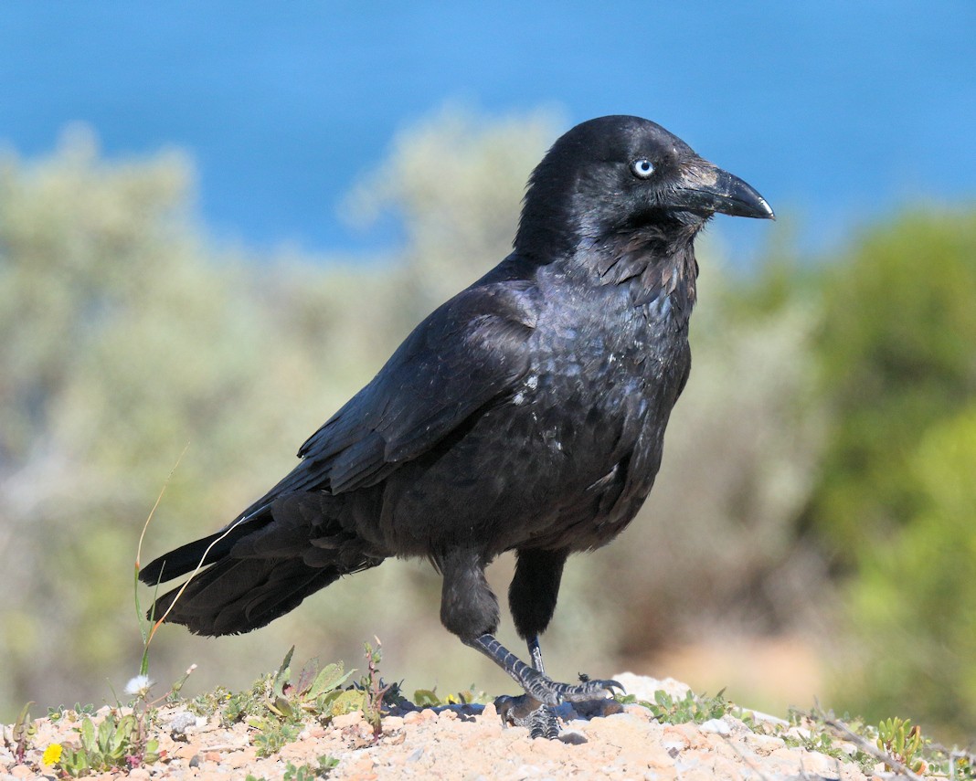 Australian Raven - Ian K Barker