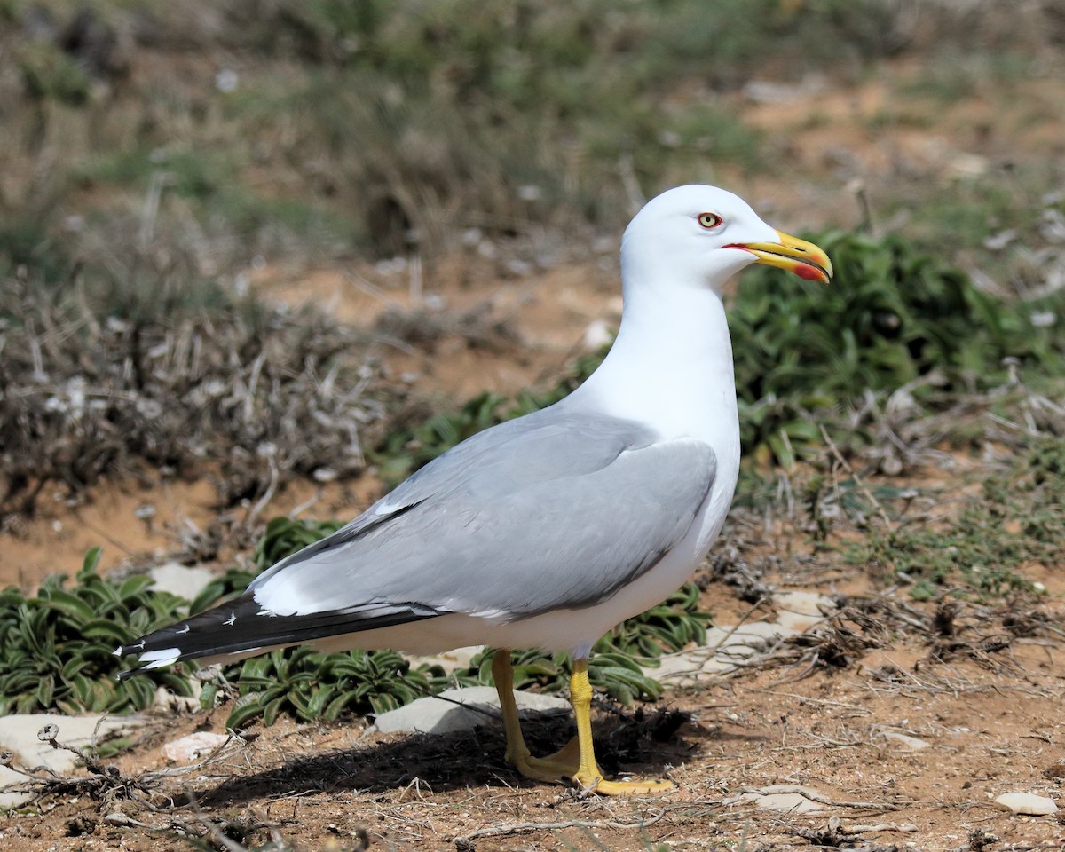 Yellow-legged Gull (michahellis) - Ian K Barker