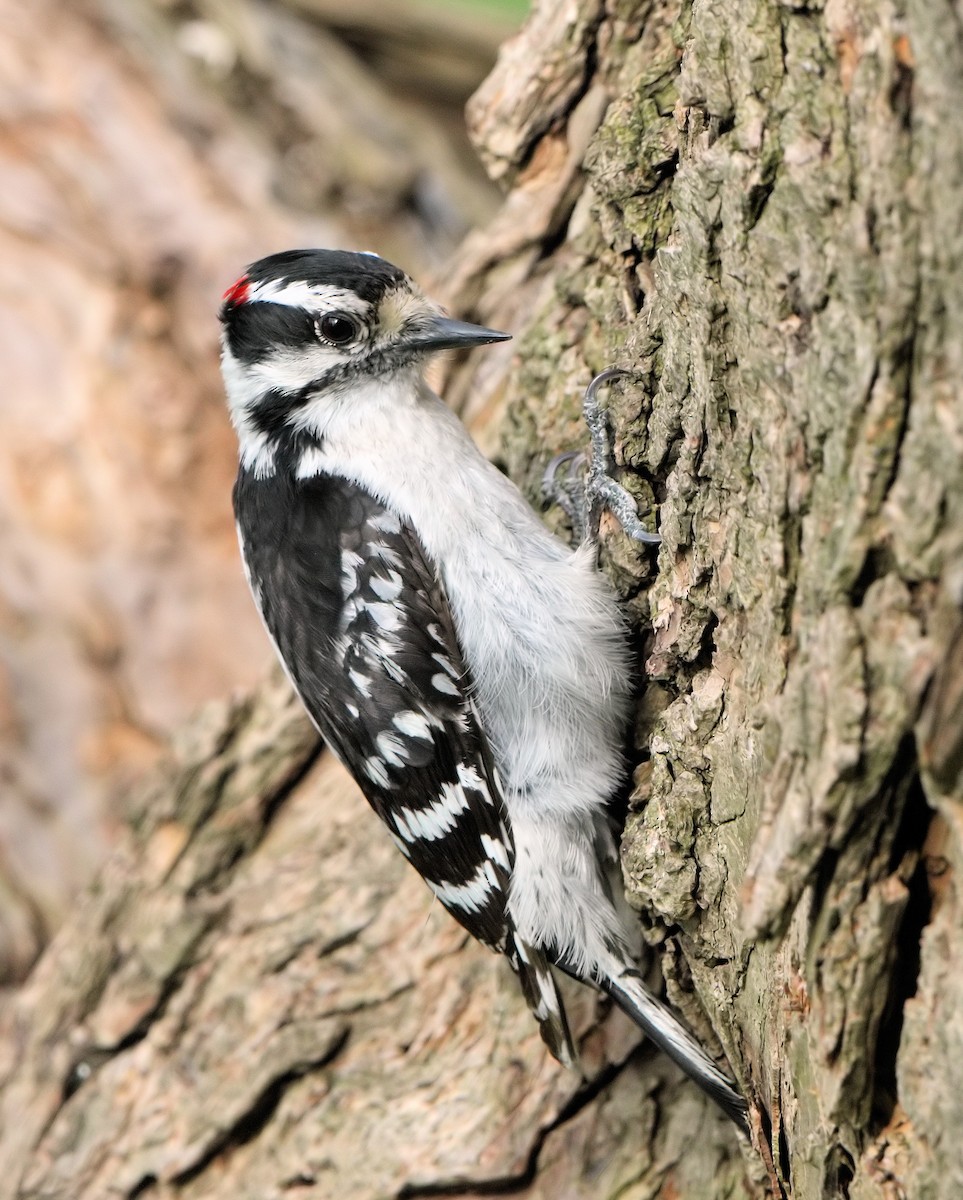 Downy Woodpecker (Eastern) - Ian K Barker