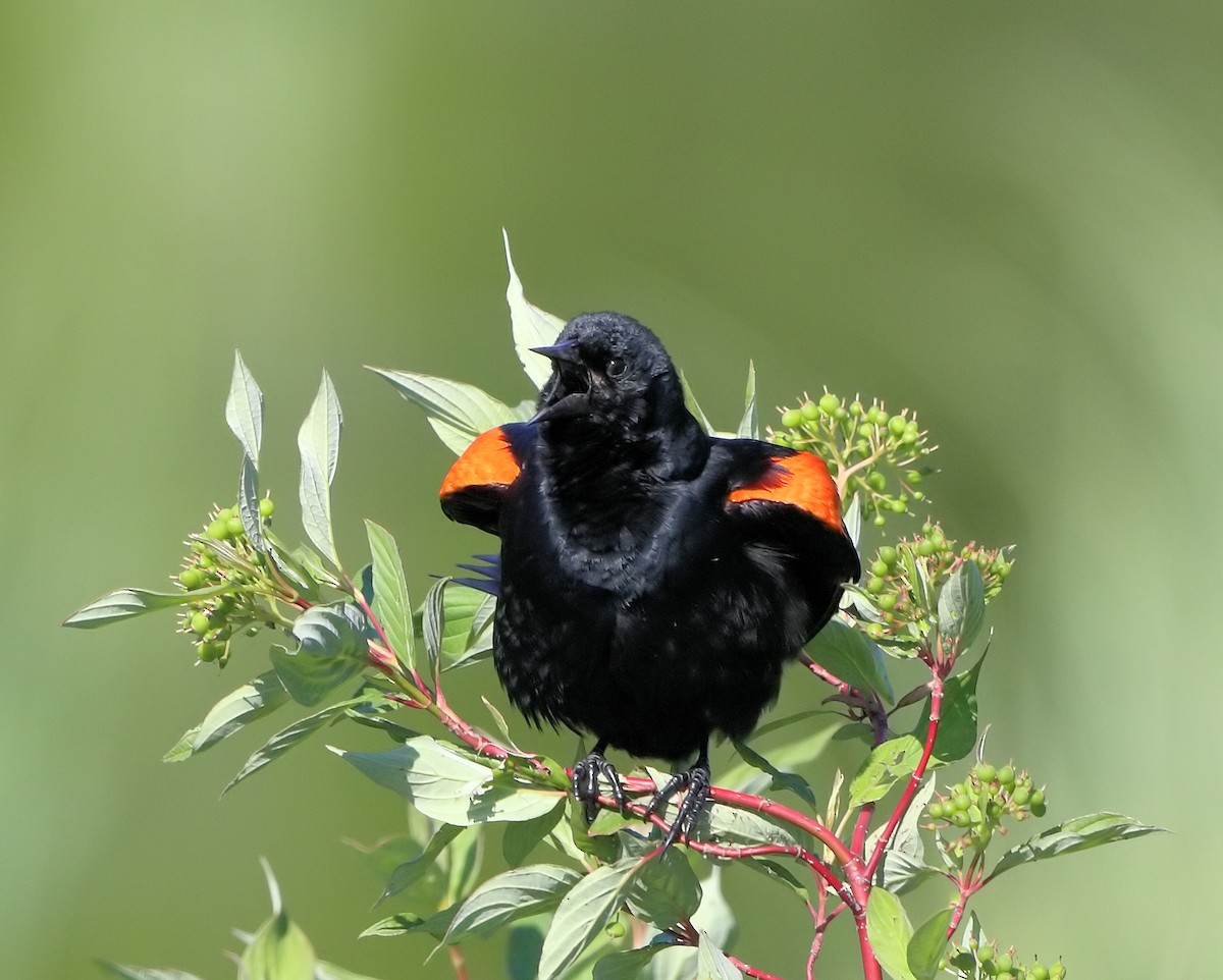 Red-winged Blackbird (Red-winged) - Ian K Barker