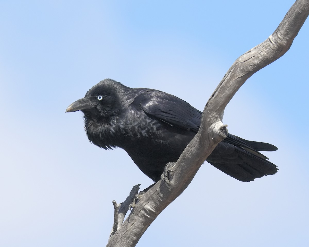Australian Raven - Ian K Barker
