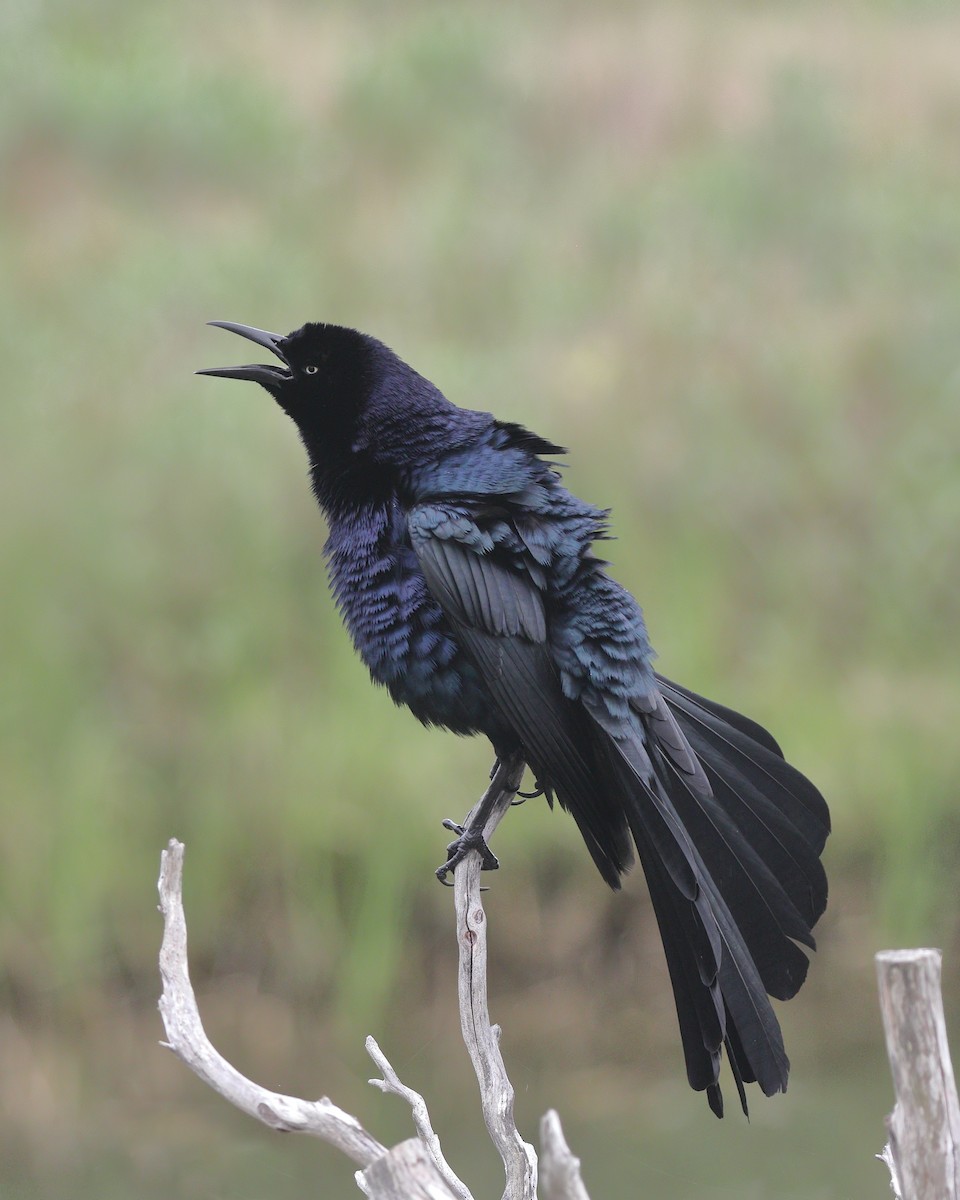 Great-tailed Grackle (Great-tailed) - Ian K Barker