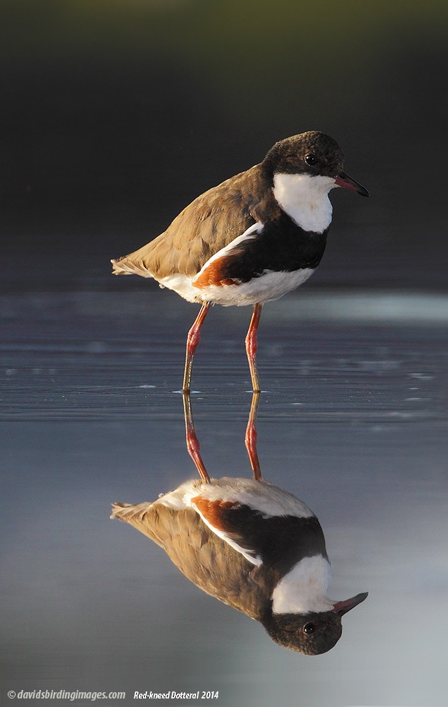 Red-kneed Dotterel - ML205582141