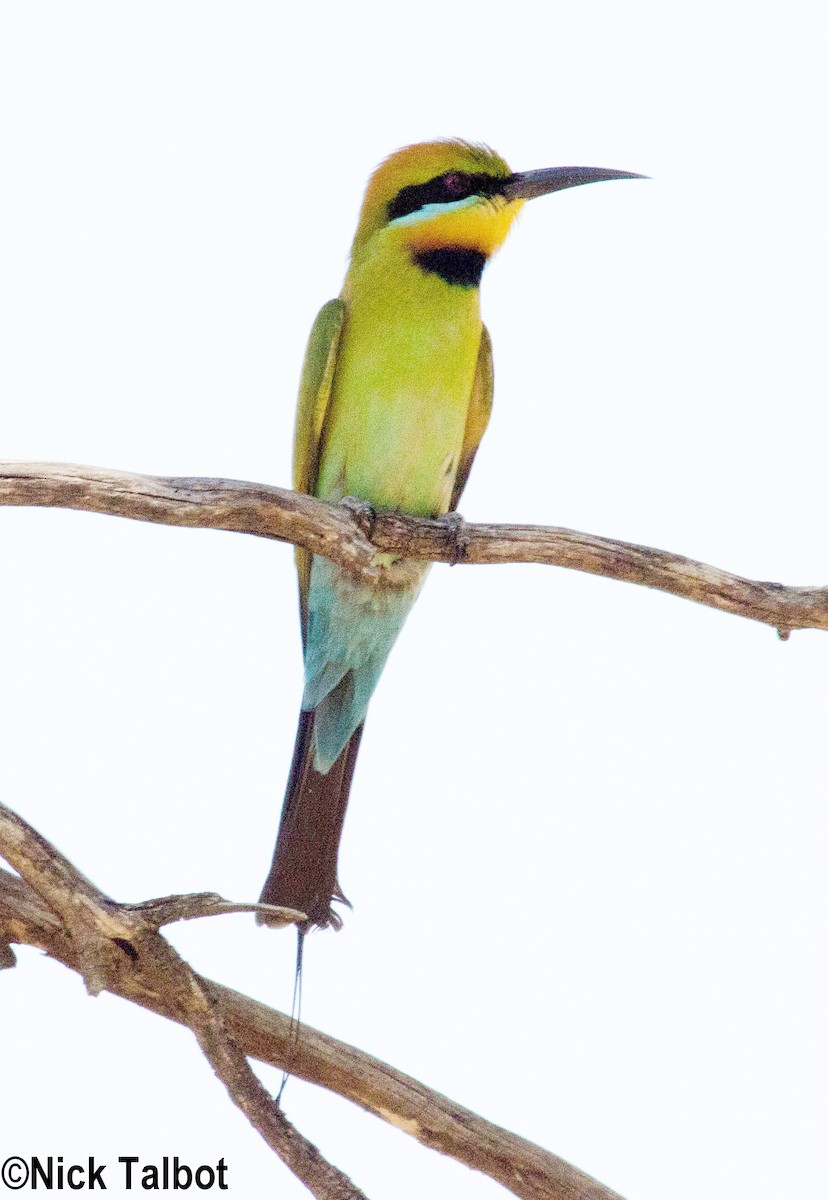 Rainbow Bee-eater - Nicholas Talbot