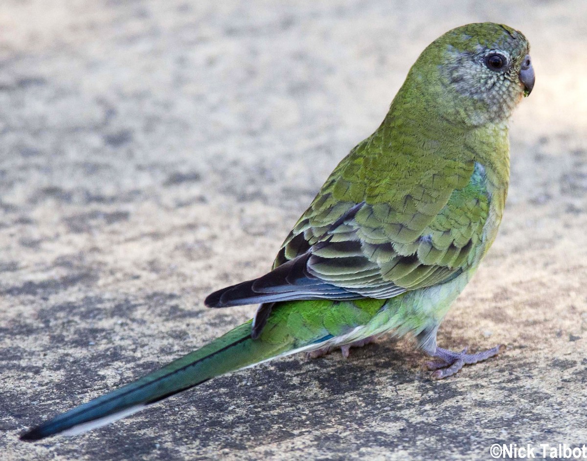 Red-rumped Parrot - ML205582391