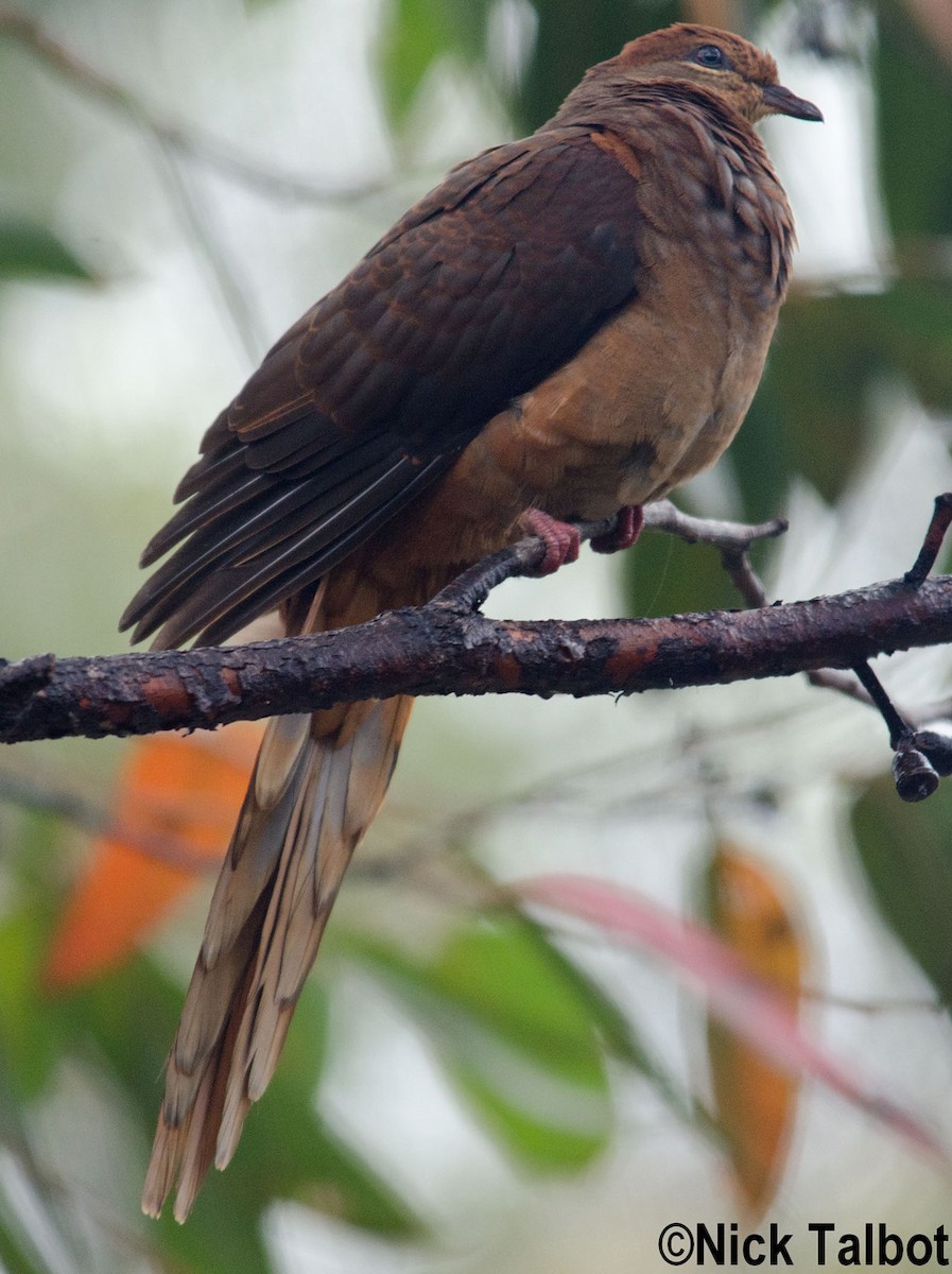 Brown Cuckoo-Dove - Nicholas Talbot