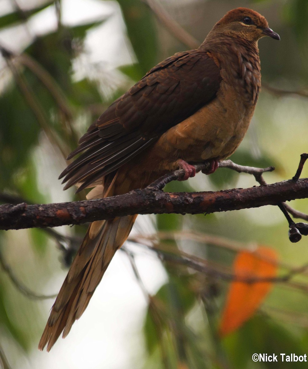 Brown Cuckoo-Dove - ML205582681