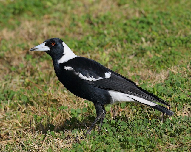 Australian Magpie (Black-backed) - eBird