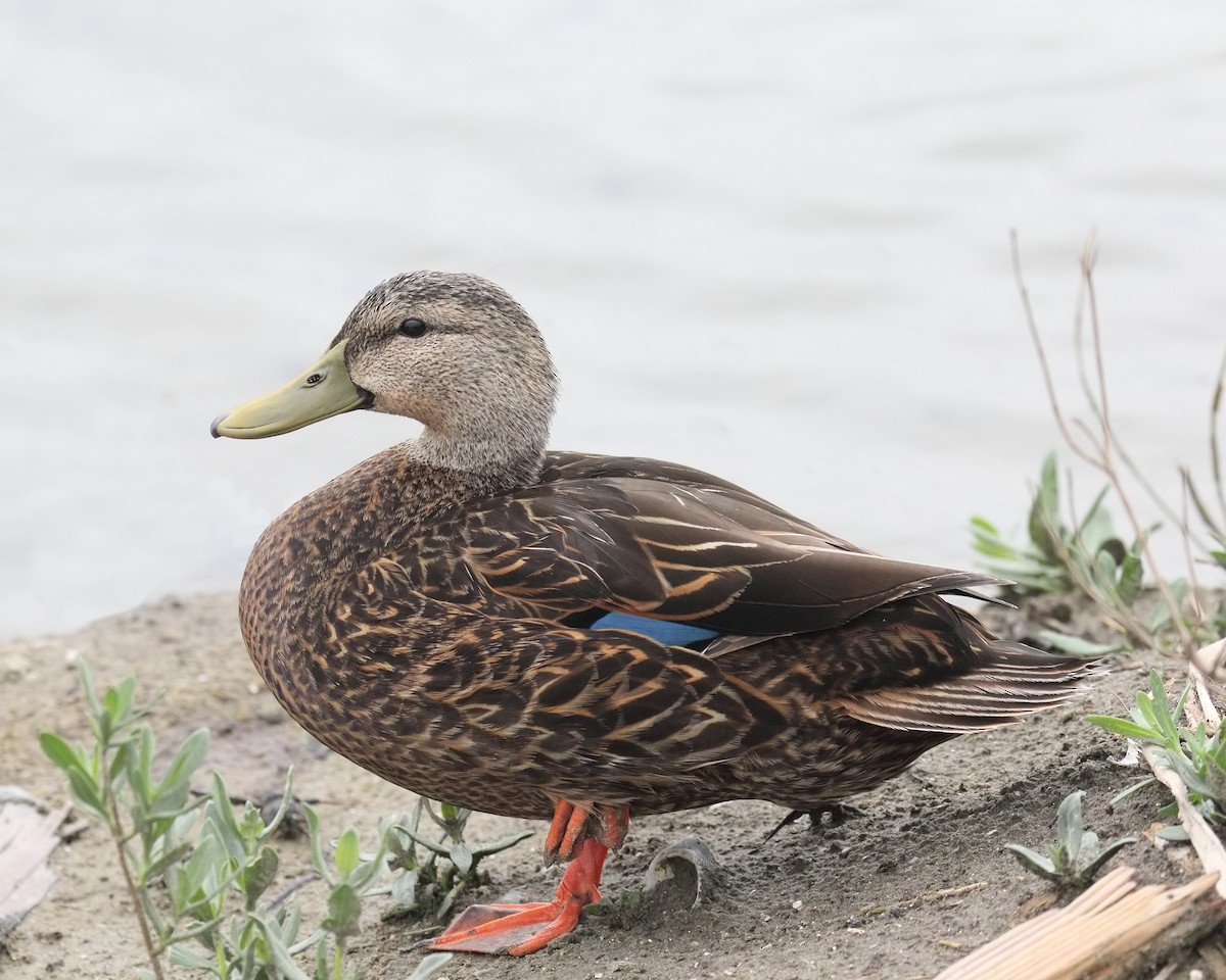 Mottled Duck (Gulf Coast) - Ian K Barker