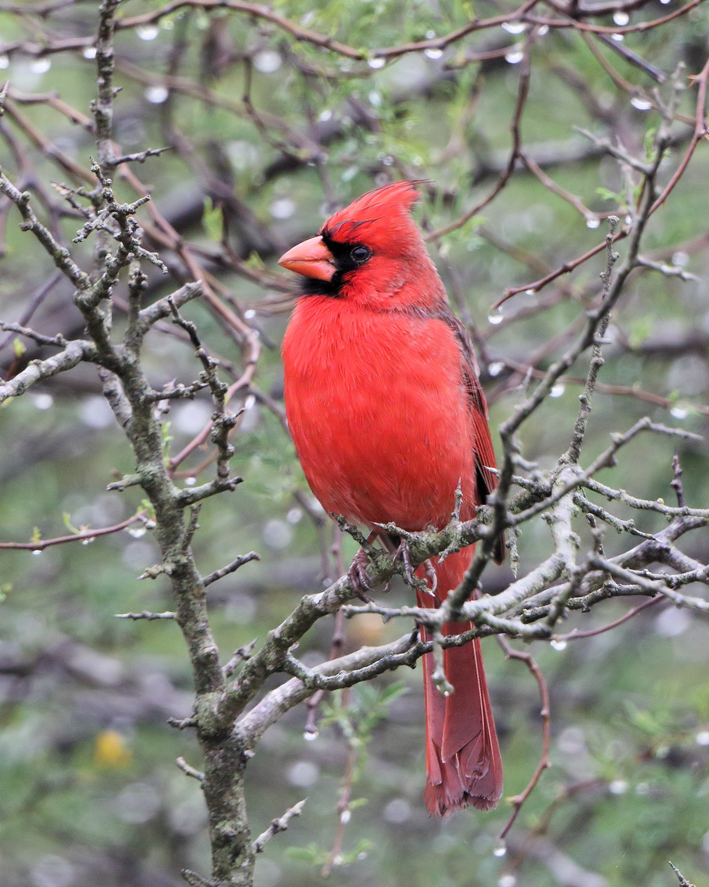 Кардинал червоний [група cardinalis] - eBird