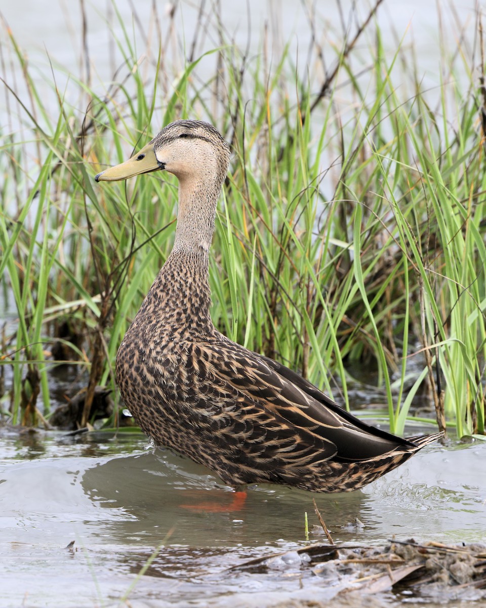 Mottled Duck (Gulf Coast) - ML205583511