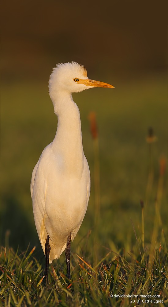 Eastern Cattle Egret - David taylor